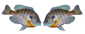 Blue Gill großer Aufkleber Sticker rechts links Boote LKW Angeln Fische 6" x 9" - Bild 1 von 6