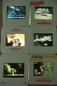 Lot of 6 Slides Original Vintage 35mm Kodak Photo Color Animals Kodachrome - Picture 1 of 10