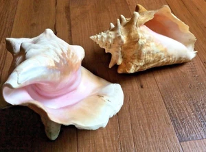 Natürliche rosa Muschel Muscheln Beachy Schattenkasten Wanddekor Wie Ist Chip Bordüre - Bild 1 von 12