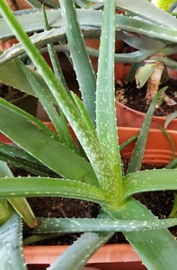 Set of 2, 12"+ Organic Aloe Vera Succulent Plants, Homeopathic Herbal Medicinal - Picture 1 of 5