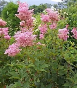 FILIPENDULA RUBRA, REINA DE LA PRADERA - Imagen 1 de 4