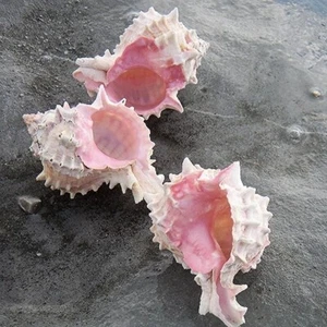 Rose Murex Shell | Vokesimurex Rubidus | Beach Shell - Picture 1 of 7