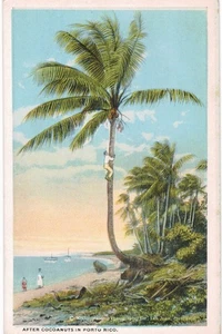 Picking Cocoanuts Puerto Rico 1920 - Picture 1 of 2