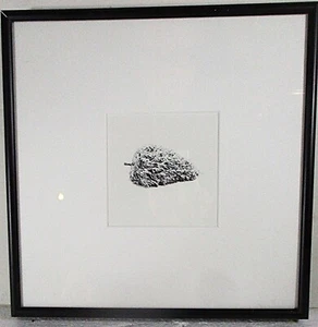 FOTÓGRAFO DE ARTE DESTACADO DE STEVEN FOSTER, PEQUEÑA IMAGEN DE ÁRBOL DE HOJA PERENNE HORIZONTAL - Imagen 1 de 4