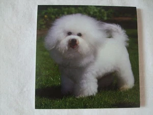 Magnetblattheft mit Blättern - BICHON FRISE - Bild 1 von 1