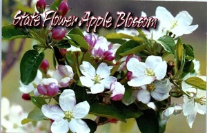Michigan State Flower Apple Blossoms a Springtime Pleasure Postcard - Picture 1 of 2