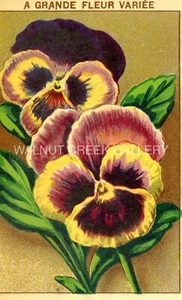 Vintage French Seed Label, Large Pansy Flowers, Art Print on 11x14" 10023 - Picture 1 of 1
