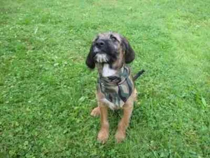Camuflaje Perros Cuello Perro Bandana Ejército de EE.UU. 3 Colores Woodland Camuflaje XS-M - Imagen 1 de 1
