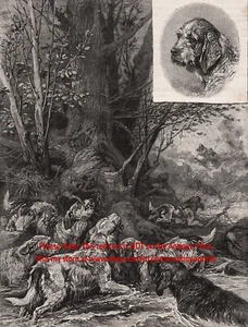 Dog Otterhound Pack Hunting Otters, Rare View 1890s Antique Print & Article 2 - Picture 1 of 4