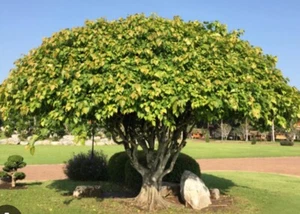 Peepal Bodhi Tree Cuttings: $60 For 3 Cuttings : Free Postage - Foto 1 di 4