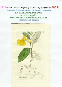 XIX ème - BALSAMINE DES BOIS (Impatiens Noli) Superbe Gravure de 1801/1835 - Picture 1 of 2