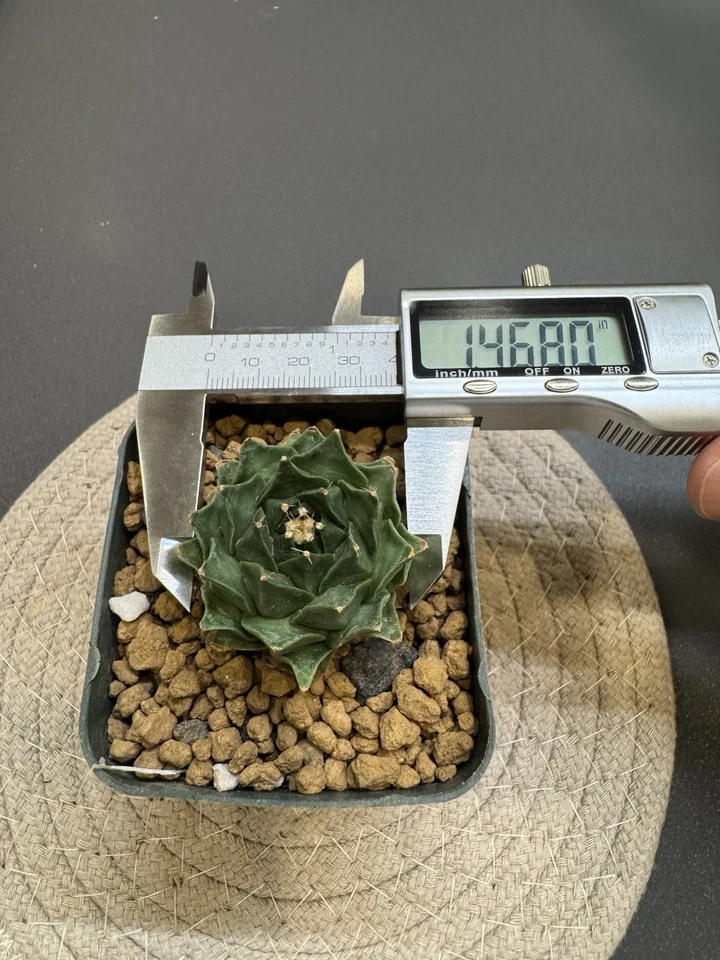 Obregonia denegrii - Cactus alcachofa raro  Foto 1 de 2