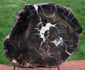 SiS: JET BLACK GLASSY 10" Petrified Wood Round - CIRCLE CLIFFS Utah ESTATE Slab! - Picture 1 of 4
