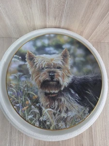 Piatto da collezione Danbury Little Charmer come nuovo, simpatico Yorkie, capelli castani - Foto 1 di 6