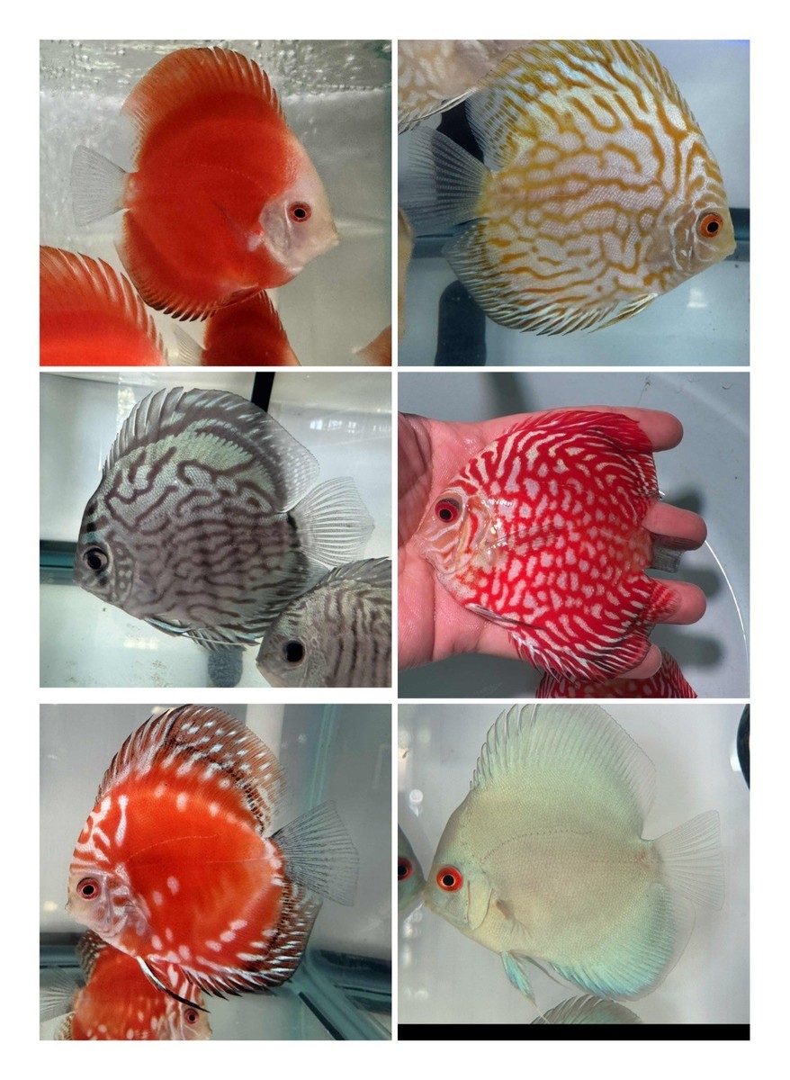 Bleher's Discus １・2巻セット　ディスカス Bleher's Discus 1・2巻セット ディスカス Bleher's Discus