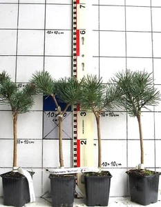 Pinus sylvestris "Martham" auf Stämmchen, blaue kompakte Zwergform - Bild 1 von 2