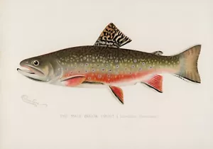 11780.Decor Poster.Room home Wall design art.Fish.Fishing.Male Brook Trout - Picture 1 of 1