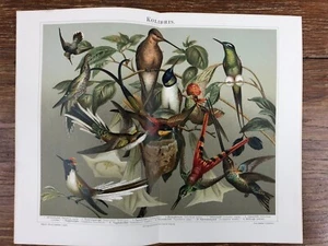 1 CHROM Brett Jahr 1890 (Meyer's) Birds COLIBRIS KOLIBRIS - Bild 1 von 2