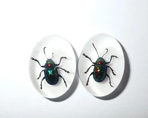 Insect Cabochon Shining Leaf Beetle Oval 18x25 mm on white 2 pieces Lot - Picture 1 of 19