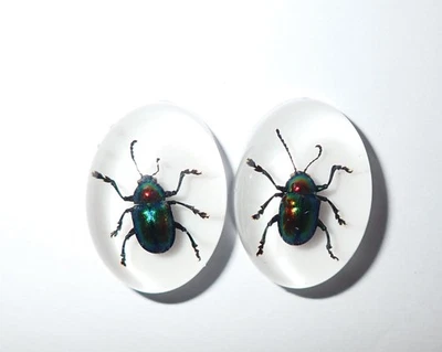 Insect Cabochon Shining Leaf Beetle Oval 18x25 mm on white 2 pieces Lot - Image 1 of 4