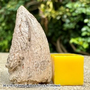 Authentic majungasaurus dinosaur claw fossil cretaceous maevarano formation - Picture 1 of 2