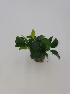 Wasserpflanzen  Anubias  nana mini + 2 Mooskugeln 1-2 cm - Bild 1 von 1