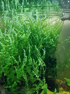 Javamoos Moos - Aquarium Pflanze Garnelen Versteck Garnelenweide Deko - Bild 1 von 1