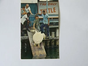 Key West Florida FL Die einzige Schildkröte Kraal mürrischer Onkel Otto bis Alice Bach Schriftsteller - Bild 1 von 2