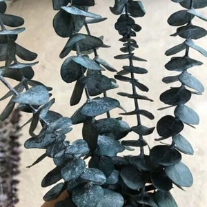 5pcs Natural Eucalyptus Branches Decorative Dried Flower Plants Eternal Leaves - Picture 1 of 15