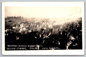 Rabbit Drive RPPC Postcard Unsigned Potter No. 11 Western Kansas Striped Rabbits - Picture 1 of 2