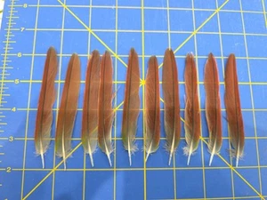 Y21 Lot Of 10 Captive Raised Green Cheeked Conure 4" Red Tail Feather - Picture 1 of 1