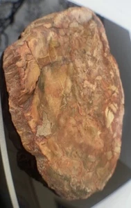 Lastra di legno pietrificato 308 grammi/entrambi i lati lucido, anello corteccia/bellissimo esemplare - Foto 1 di 14