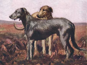 IRISH WOLFHOUND CHARMING DOG GREETINGS NOTE CARD TWO BEAUTIFUL STANDING DOGS - Picture 1 of 1