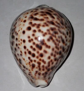 101 mm HUGE SIZE BALL SHAPE Cypraea Tigris Pardais Cowrie Seashell #AB1 Racha Is - Picture 1 of 5