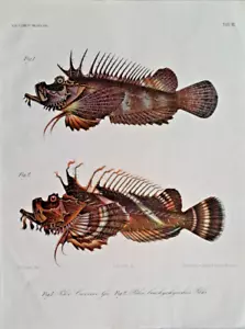 Pieter Bleeker Steinfische III Chromolithographie um 1865 Fische Ichthyologie - Picture 1 of 4