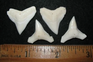 Fossil comparative shark tooth recent Carcharhinus longimanus & leucas LARGE x2 - Foto 1 di 2