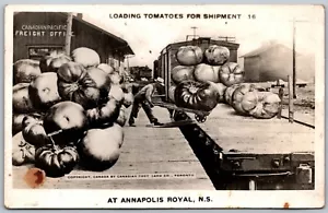 RPPC c1920s Annapolis Royal Exaggerated Loading Tomatoes Railroad Station - Bild 1 von 2