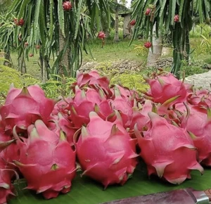 Pitaya Dragon Fruit Seeds - Hylocereus Unda - Dragonfruit Seeds - Picture 1 of 1
