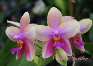 Orchid Orchidee Phalaenopsis Liodoro, flowering, FRAGRANT (22 Pr)