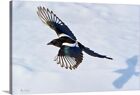 A Black-Billed Magpie Chased By Its Canvas Wall Art Print, Bird Home Decor