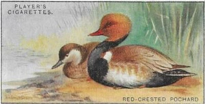 Einzelkarte Original Wildvogelspiel Vögel & junge Voliere im Käfig britisch ec4 - Bild 1 von 224