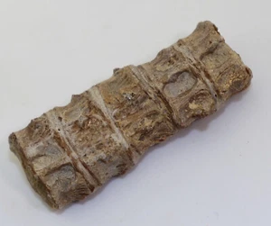 Knochenfisch, Kreide, Senon, Niobrara Fm., Gove County, Kansas, USA -i342 - Picture 1 of 6