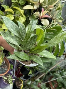 Hoya Pubicalyx Super Splash - Picture 1 of 2