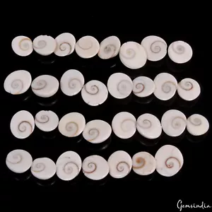 Lote de 224 Cts/31 Piezas Gomti Chakra Shiva Ojo Shell Cabina Suelto Al Por Mayor Piedras Preciosas - Imagen 1 de 5
