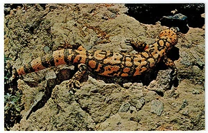 GILA MONSTER Arizona POISONOUS LIZARD 1950's Vintage Bill Bass Photo POSTCARD - Picture 1 of 2