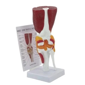 Human Knee Joint Model with Ligaments Human Knee Anatomy Model School Supplies - Picture 1 of 8