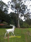 Photo 12x8 Statue of white stag in grounds of Mount Stewart Statue inspire c2012