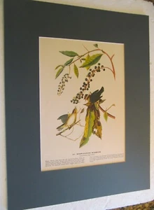 VINTAGE MATTED AUDUBON BOOK PRINT SHOWING BOTH SIDES OF THE PAGE - Picture 1 of 4