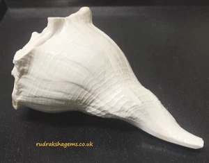 HINDU RELIGIOUS LARGE RIGHT HAND DAKSHINAVARTI SHANKH LAKSHMI CONCH INDIA POOJA - Foto 1 di 4