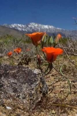 Calochortus kennedyi | Desert Mariposa Lily | 5 seeds - Image 1 of 4